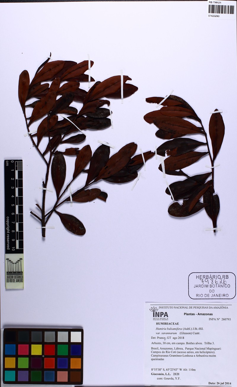 Humiria balsamifera var. savannarum