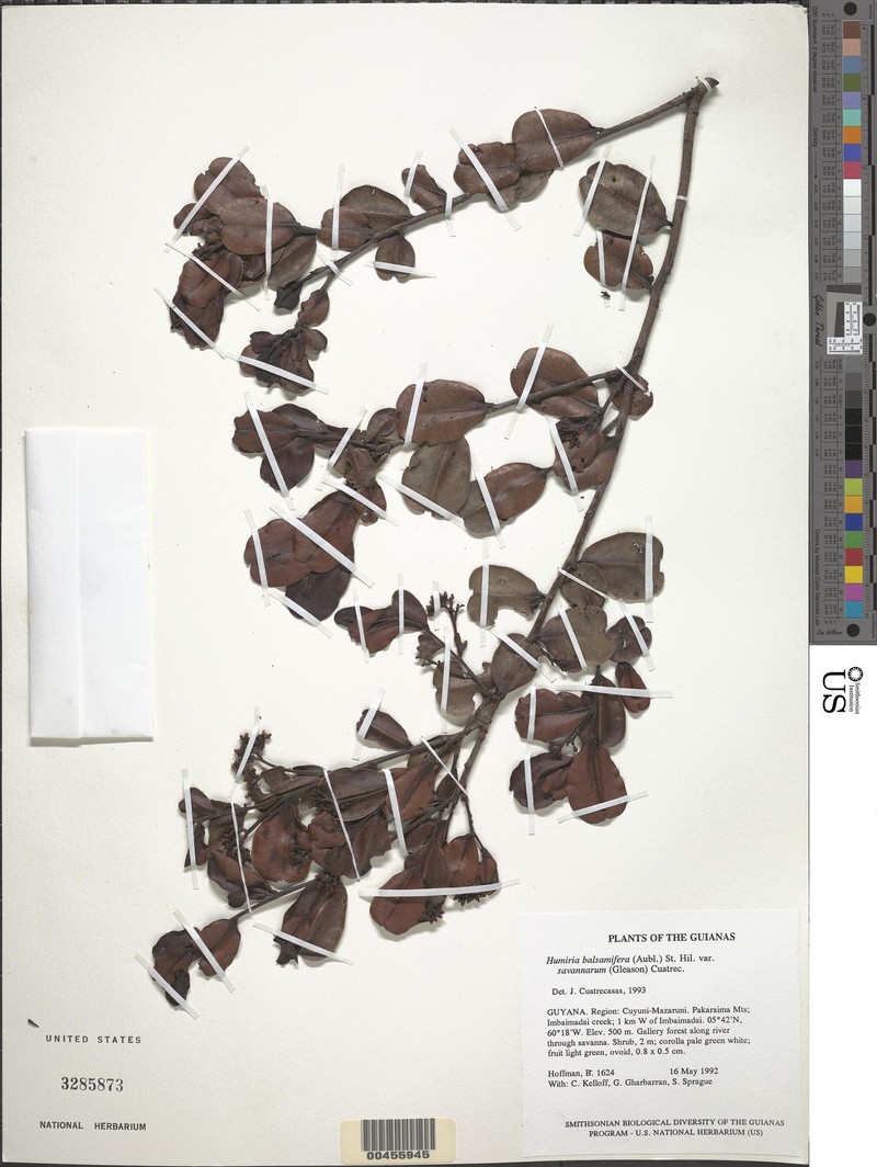 Humiria balsamifera var. savannarum photo 2