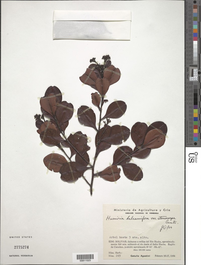Humiria balsamifera var. stenocarpa