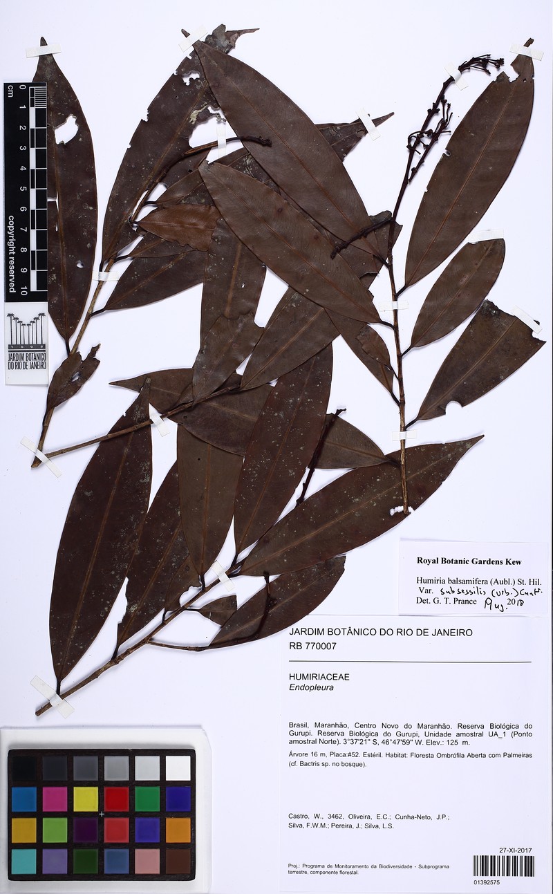 Humiria balsamifera var. subsessilis