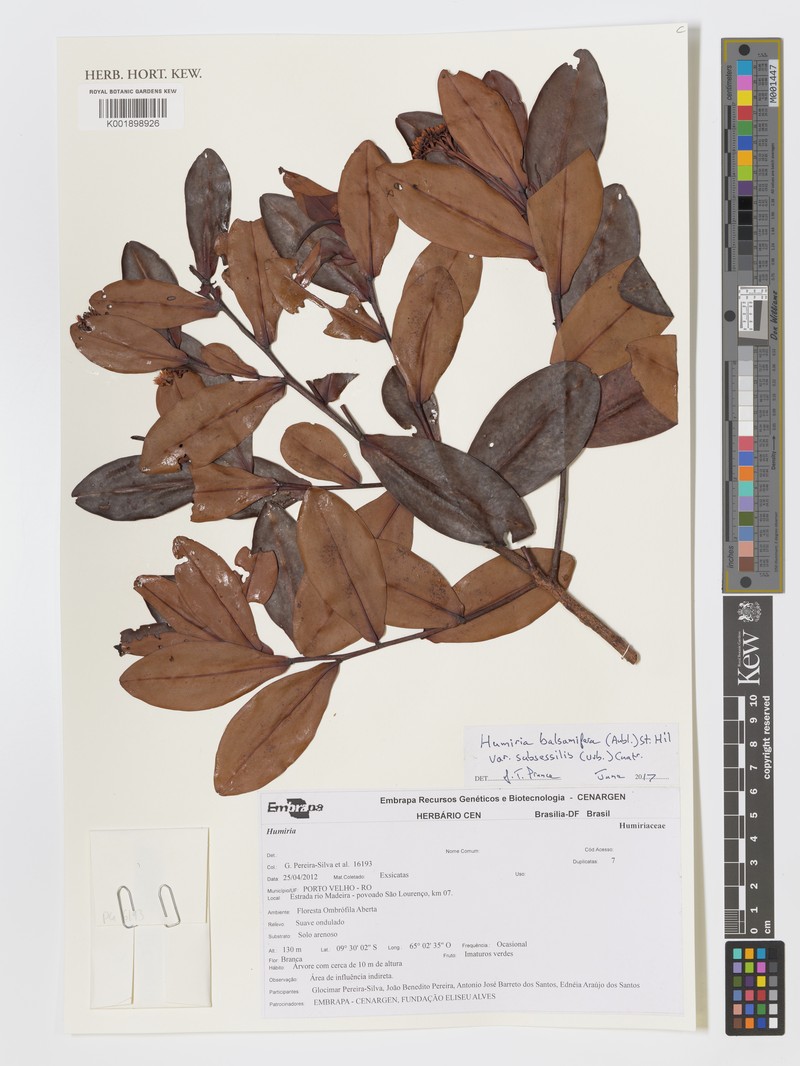Humiria balsamifera var. subsessilis photo 2