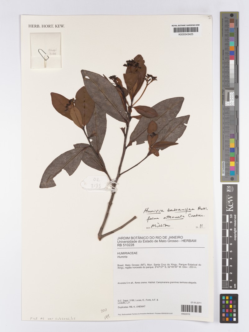 Humiria balsamifera var. subsessilis photo 3
