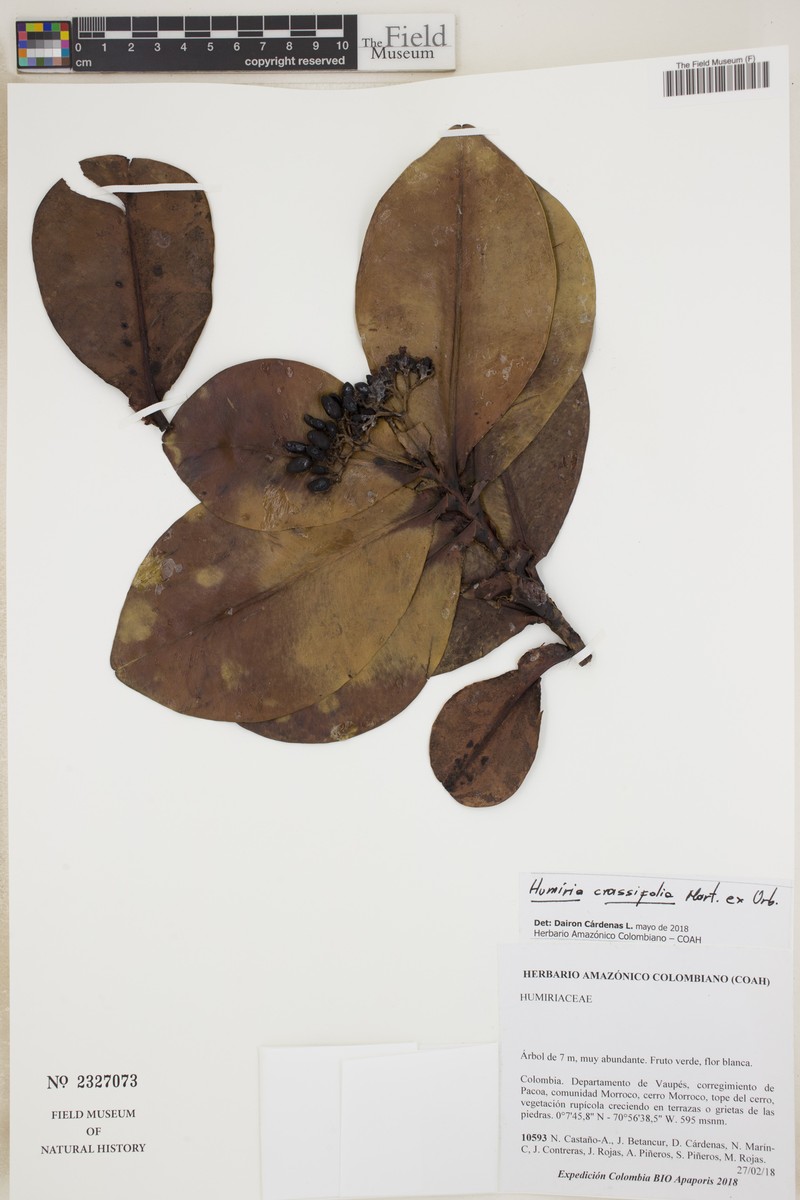 Humiria crassifolia