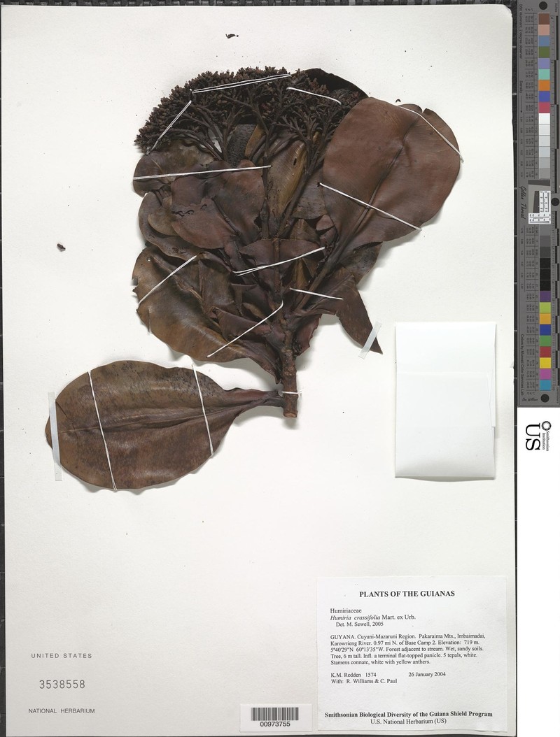 Humiria crassifolia photo 2