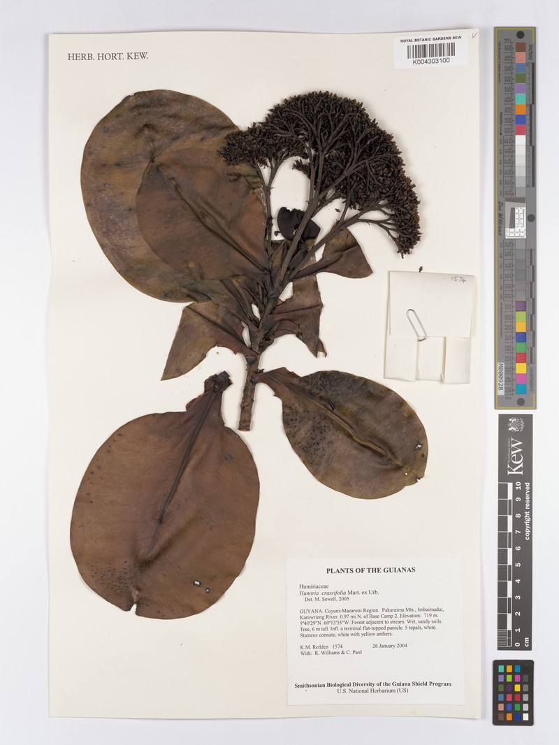 Humiria crassifolia photo 3