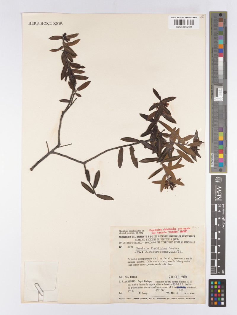 Humiria fruticosa photo 2