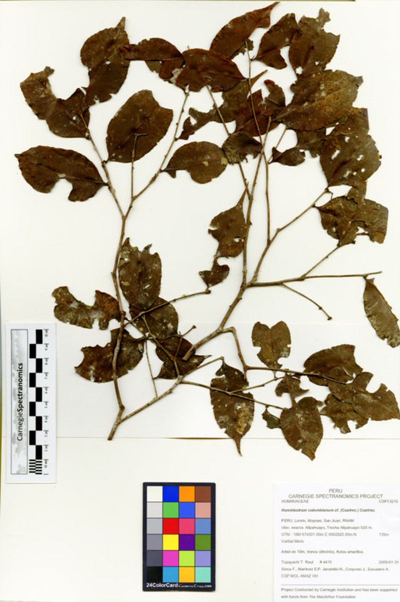 Humiriastrum colombianum