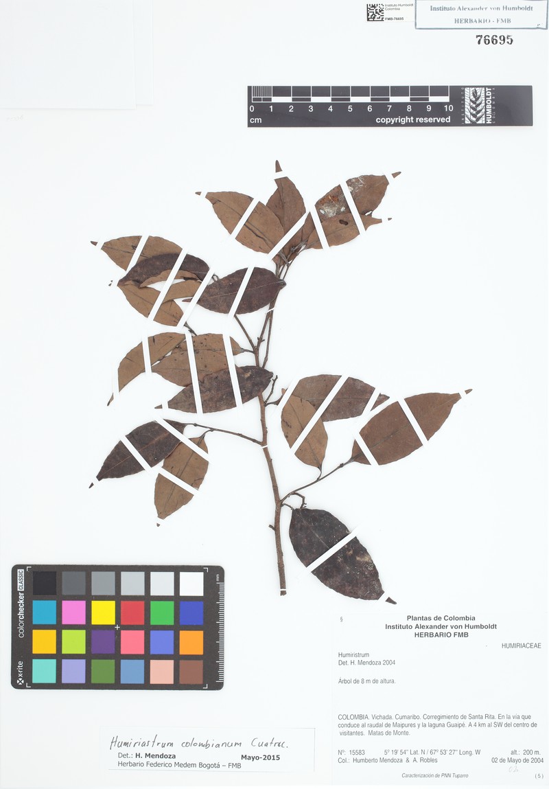 Humiriastrum colombianum photo 2