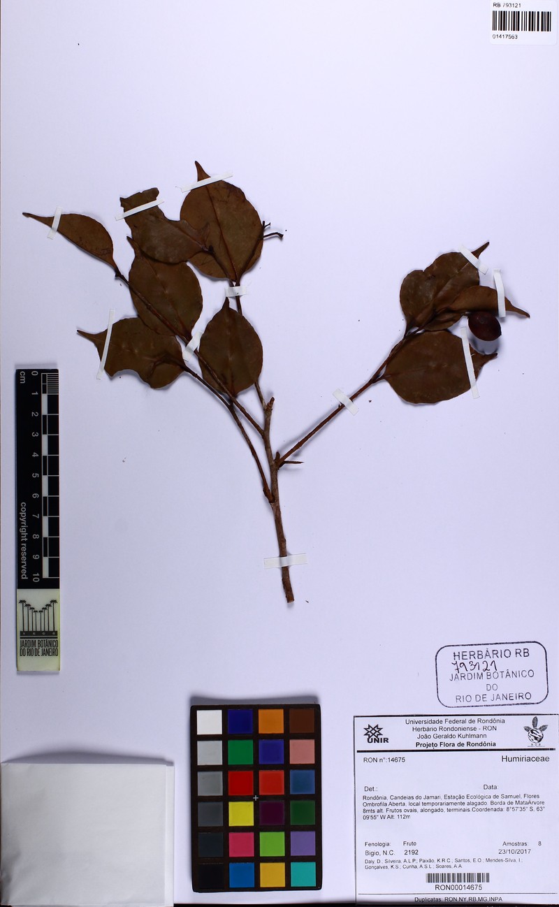 Humiriastrum cuspidatum