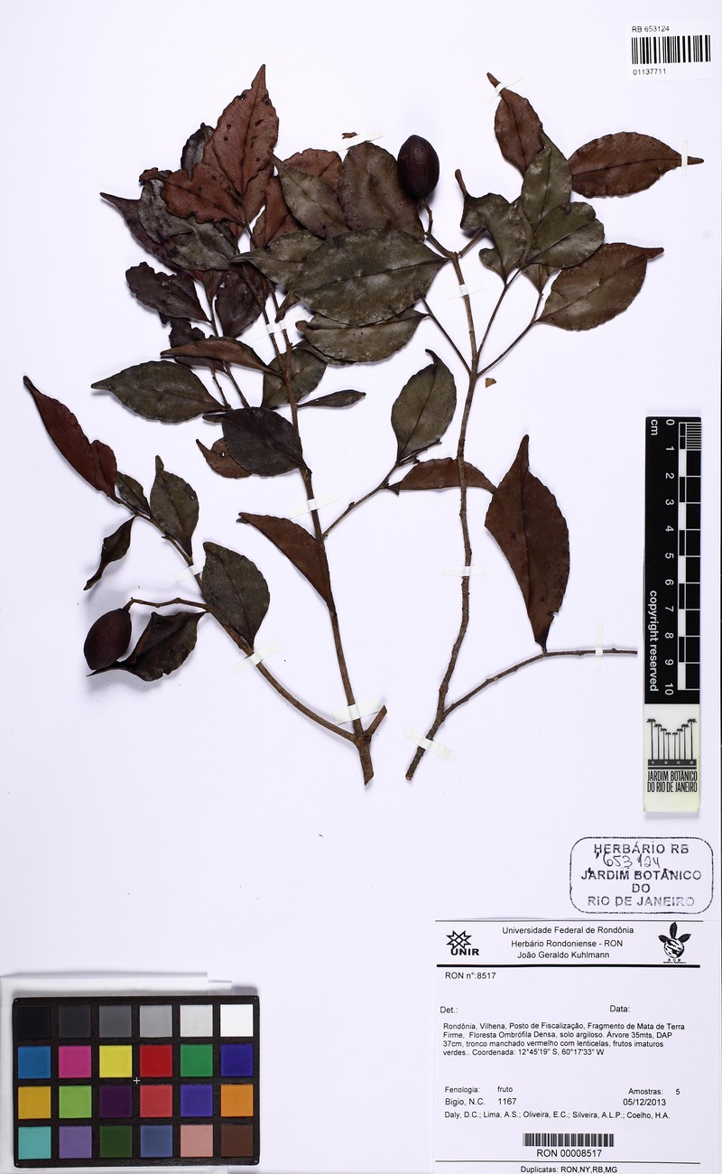 Humiriastrum cuspidatum photo 2