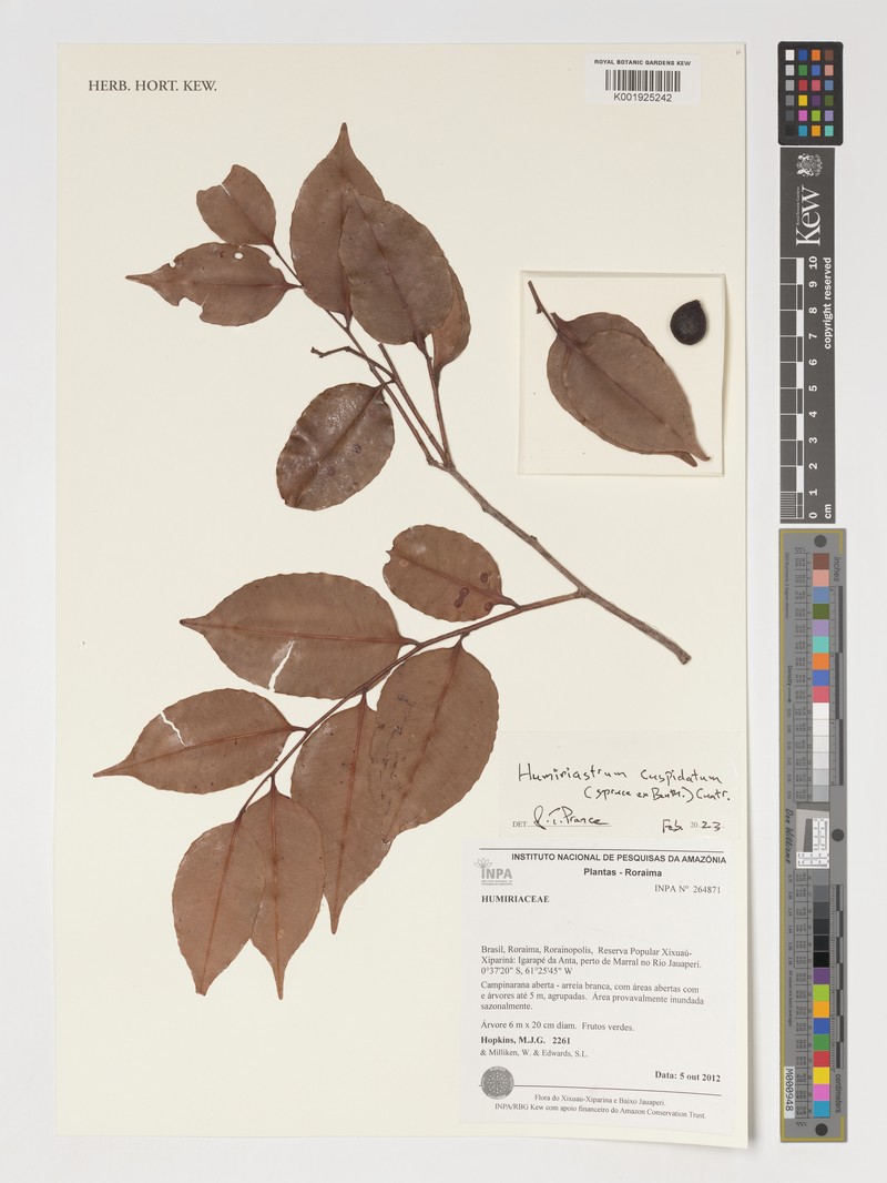 Humiriastrum cuspidatum photo 3
