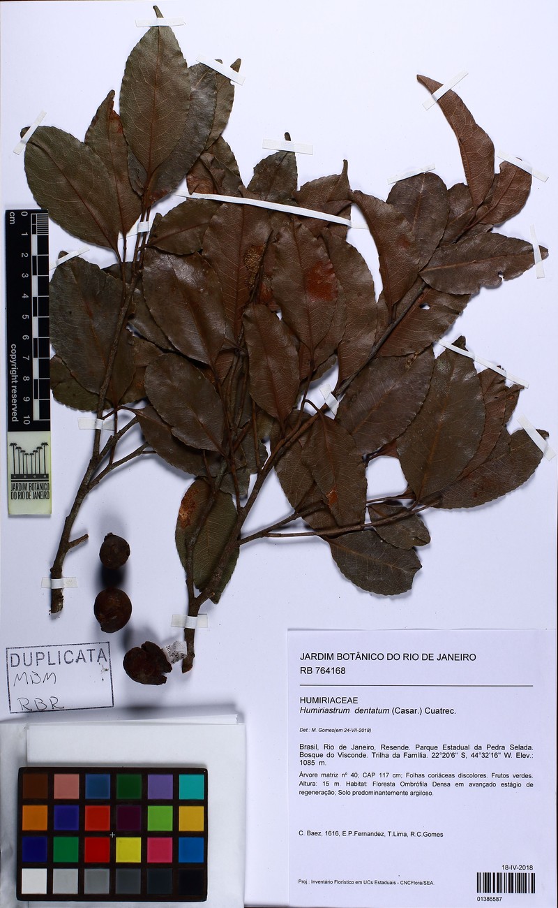 Humiriastrum dentatum