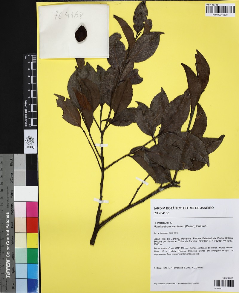 Humiriastrum dentatum photo 2