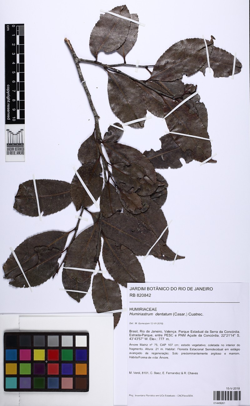 Humiriastrum dentatum photo 3