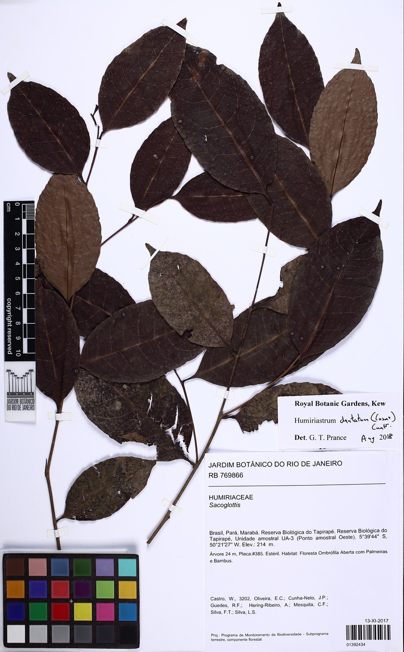Humiriastrum dentatum photo 4