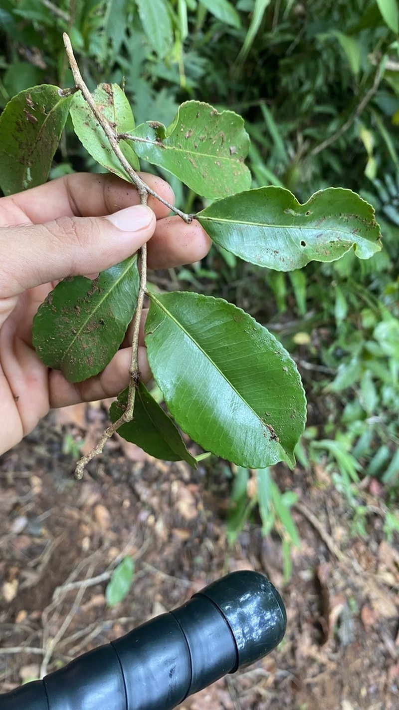 Humiriastrum diguense