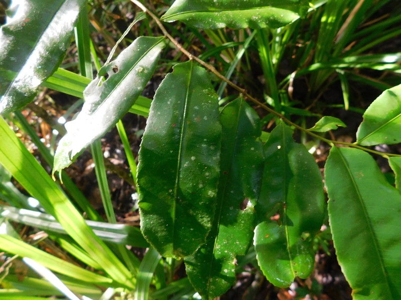 Humiriastrum diguense photo 5