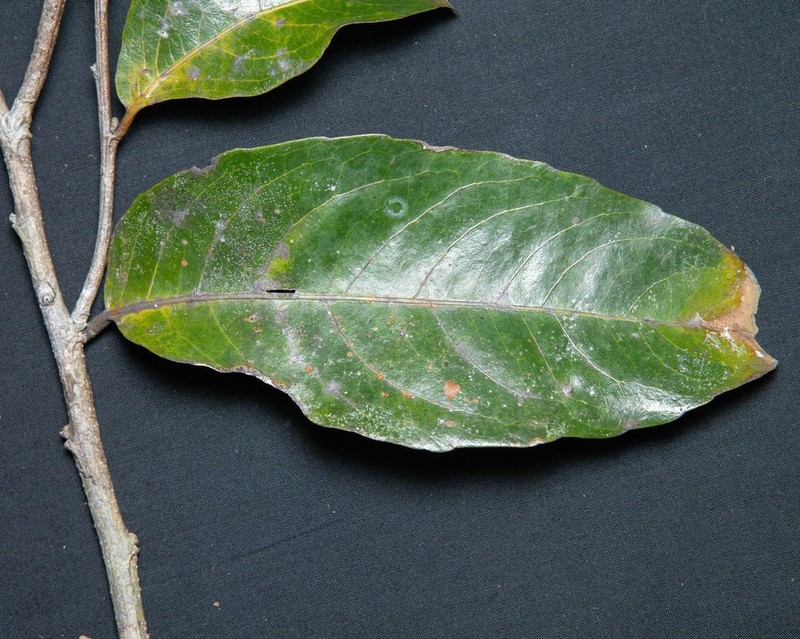 Humiriastrum excelsum photo 2