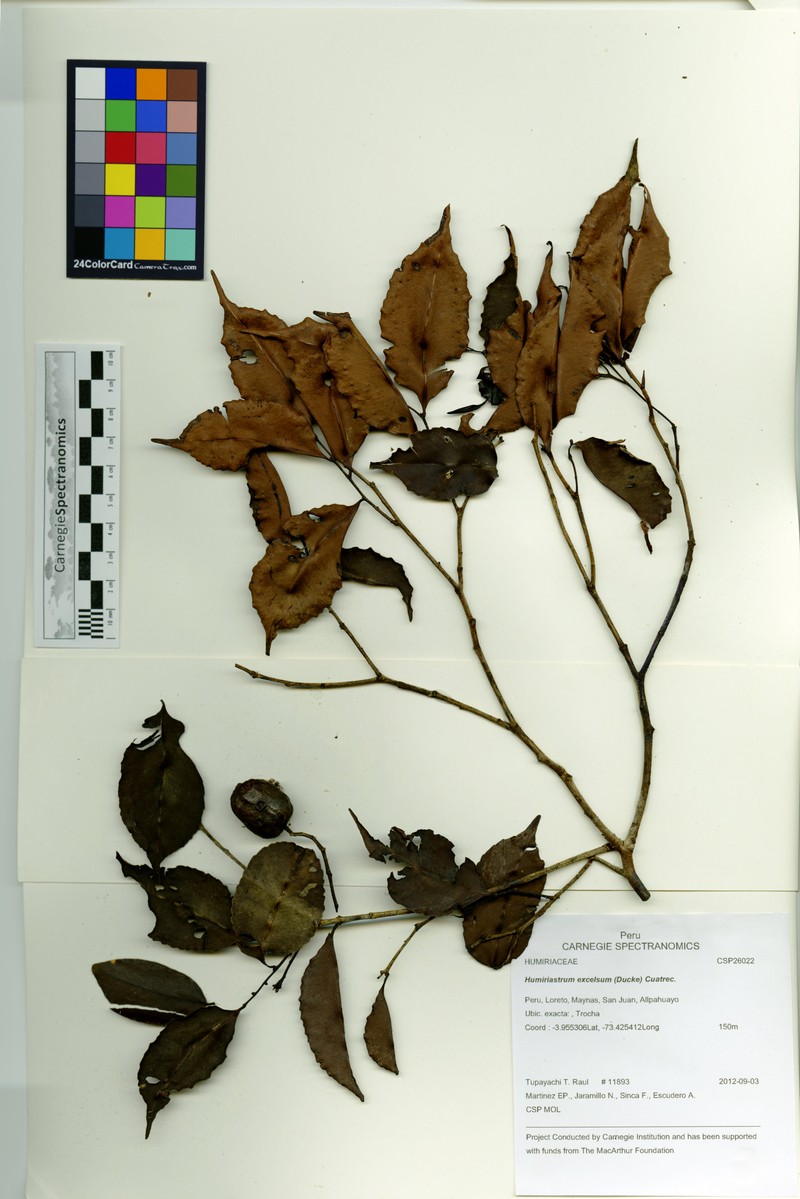Humiriastrum excelsum photo 3