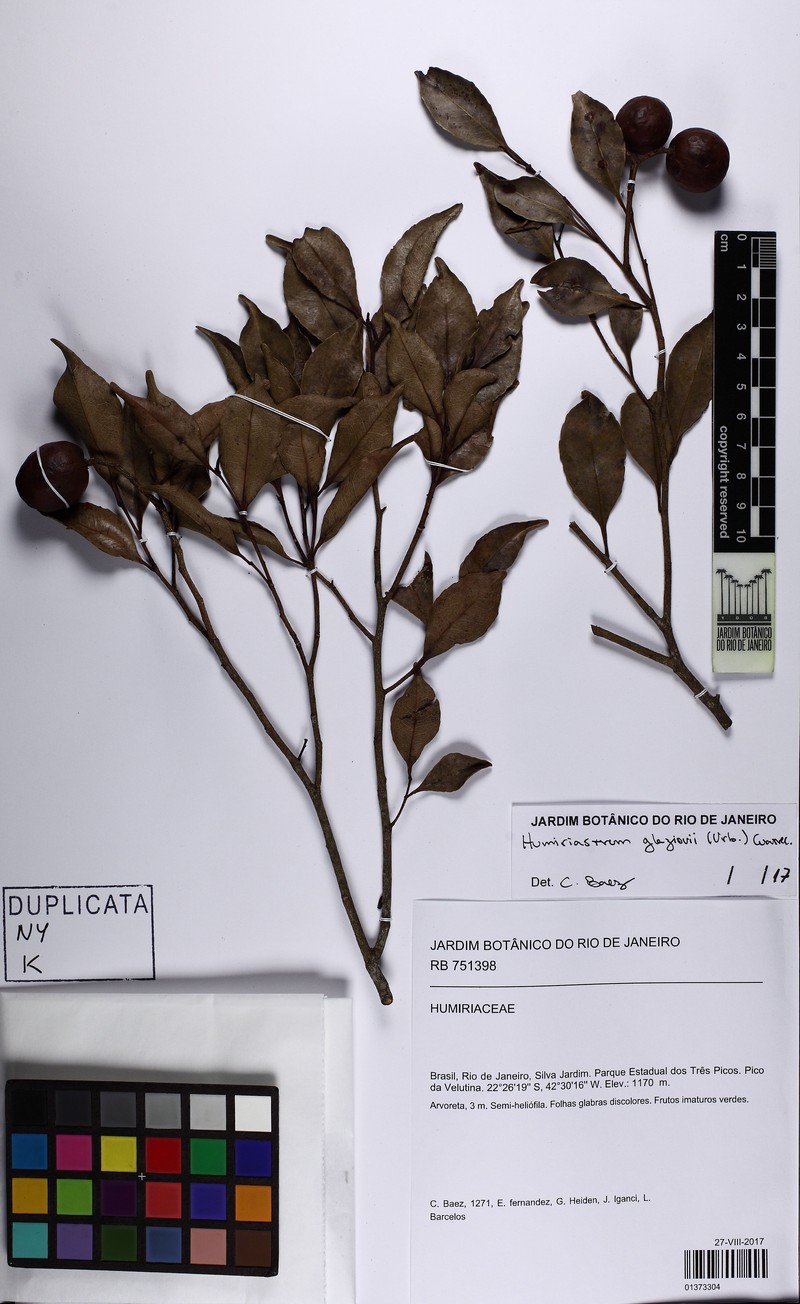 Humiriastrum glaziovii photo 2