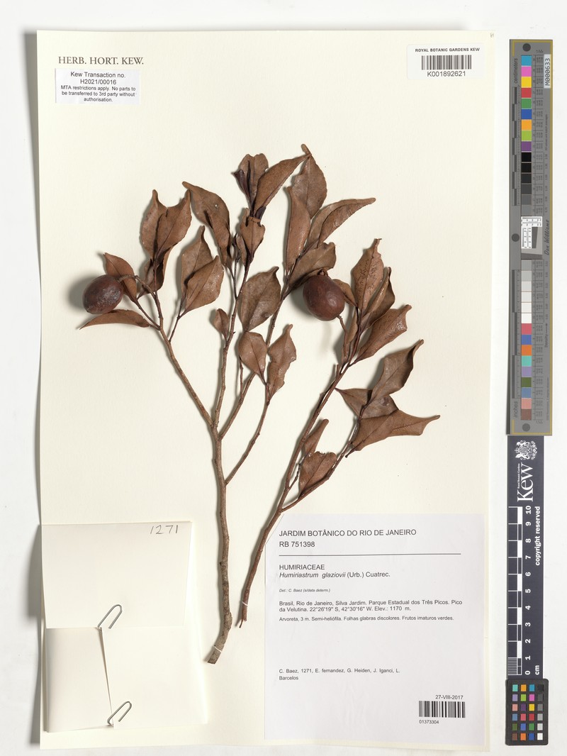 Humiriastrum glaziovii photo 3