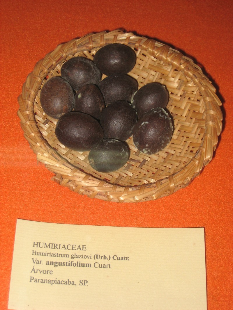Humiriastrum glaziovii