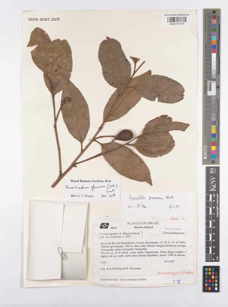 Humiriastrum glaziovii var. glaziovii