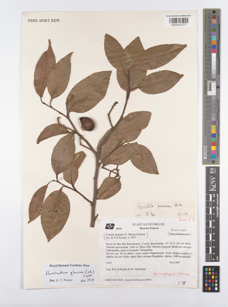 Humiriastrum glaziovii var. glaziovii photo 2