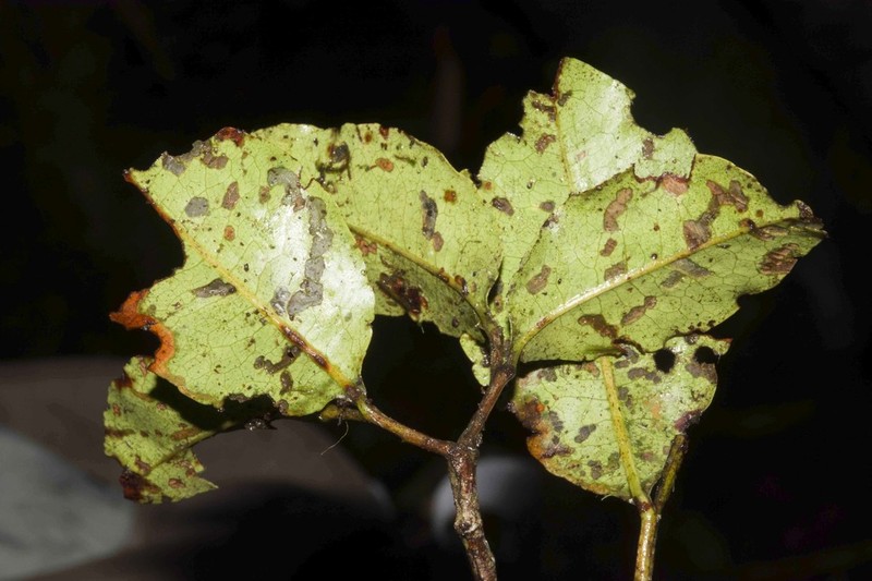 Humiriastrum mapiriense