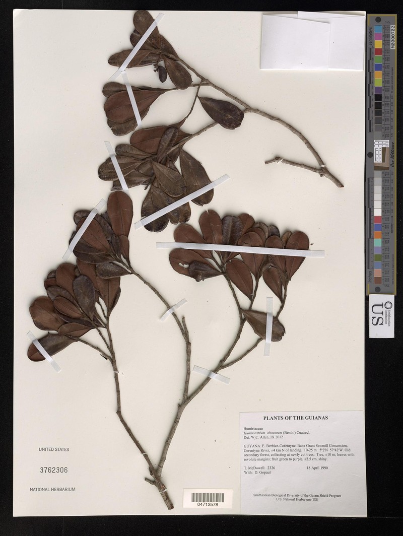 Humiriastrum obovatum photo 2