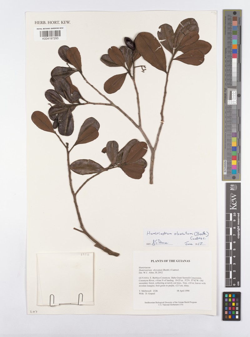 Humiriastrum obovatum photo 3