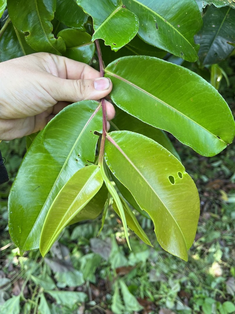 Humiriastrum procerum