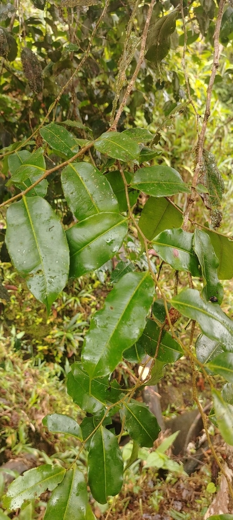 Humiriastrum procerum photo 6