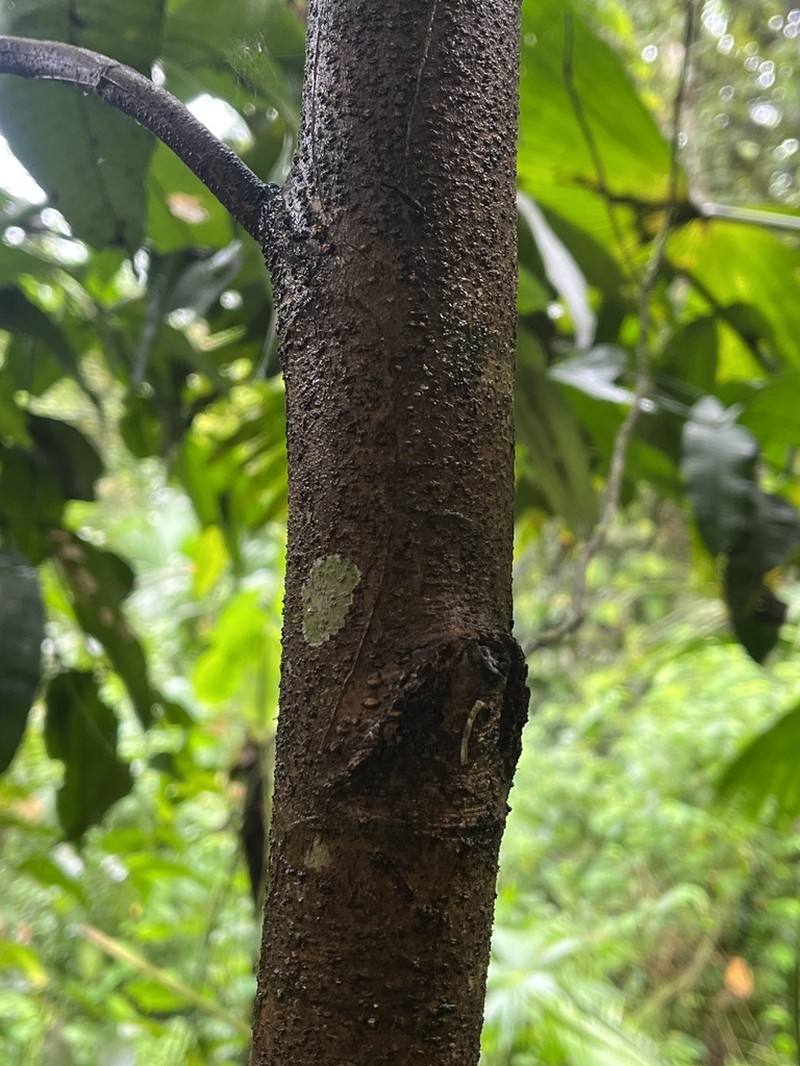 Humiriastrum procerum photo 7