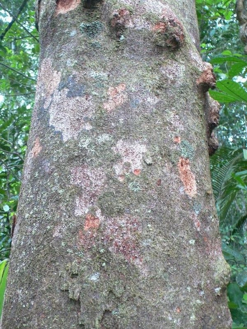 Humiriastrum subcrenatum photo 4