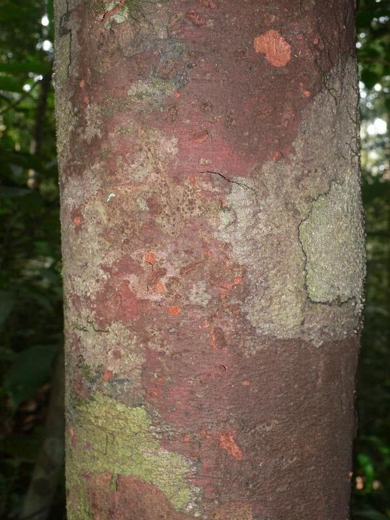 Humiriastrum subcrenatum photo 5