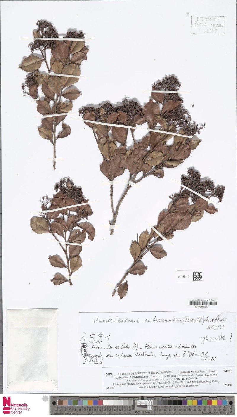 Humiriastrum subcrenatum photo 6