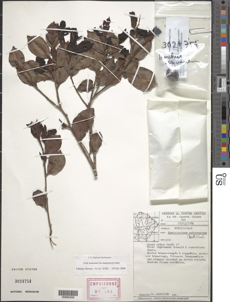 Humiriastrum subcrenatum photo 7