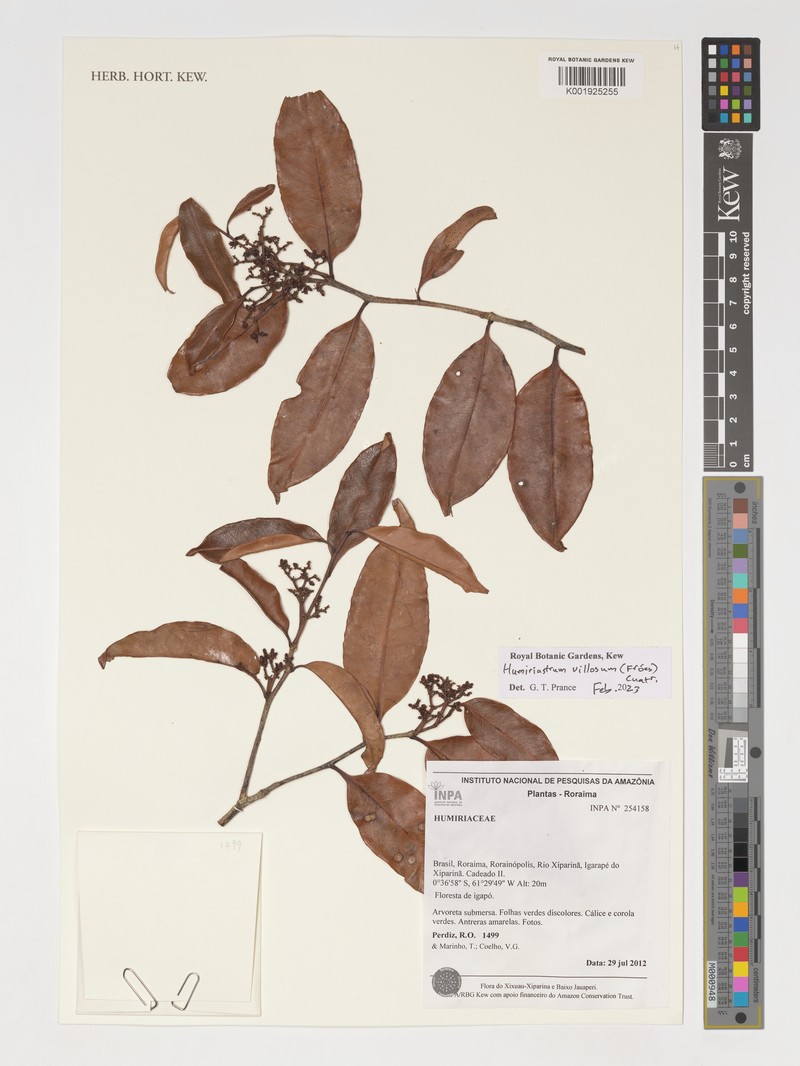 Humiriastrum villosum