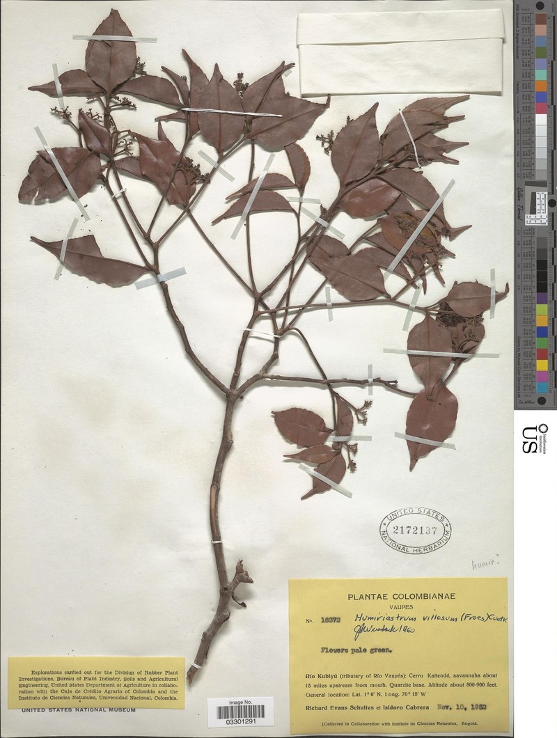 Humiriastrum villosum photo 2