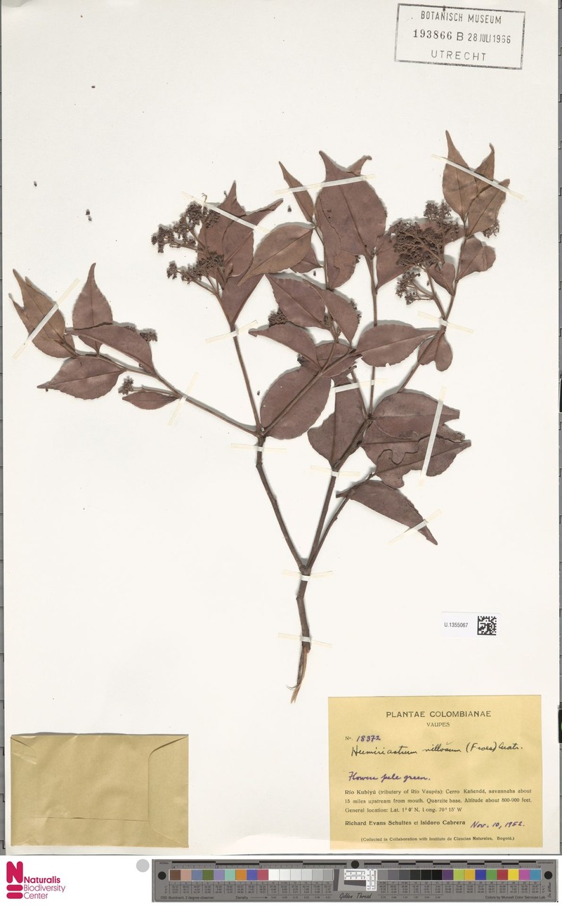 Humiriastrum villosum photo 3
