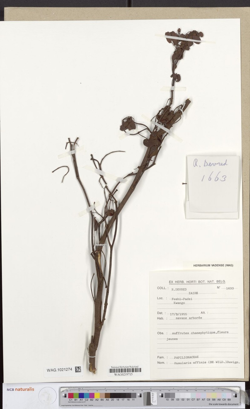 Humularia affinis