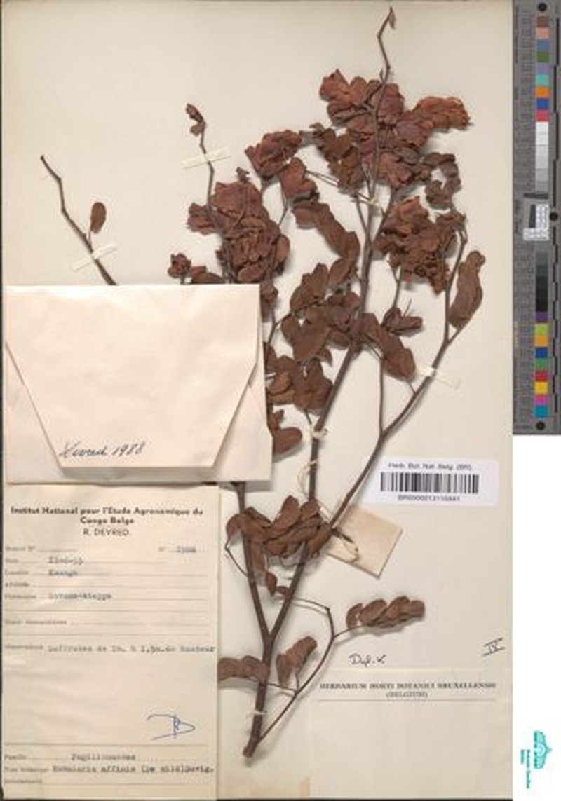 Humularia affinis photo 2