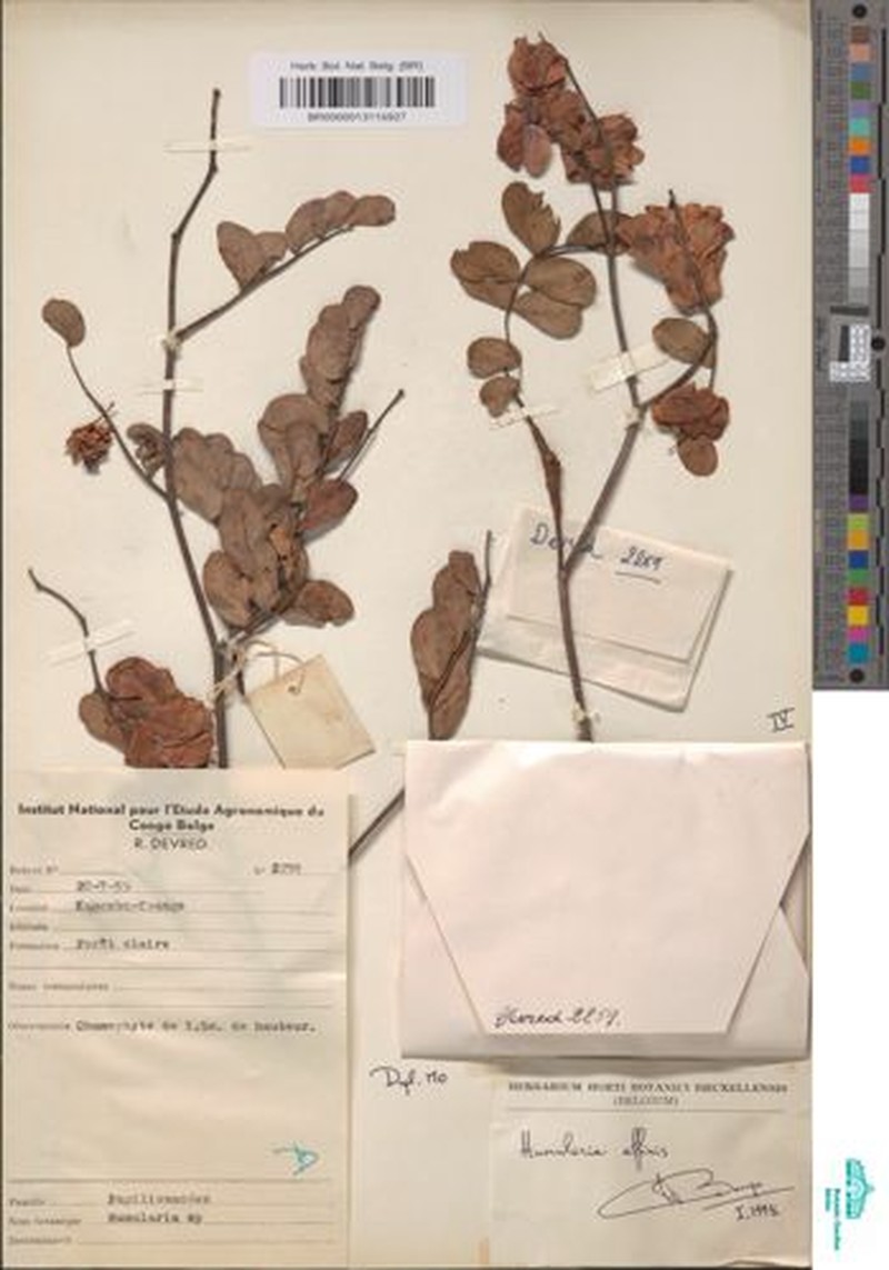 Humularia affinis photo 3