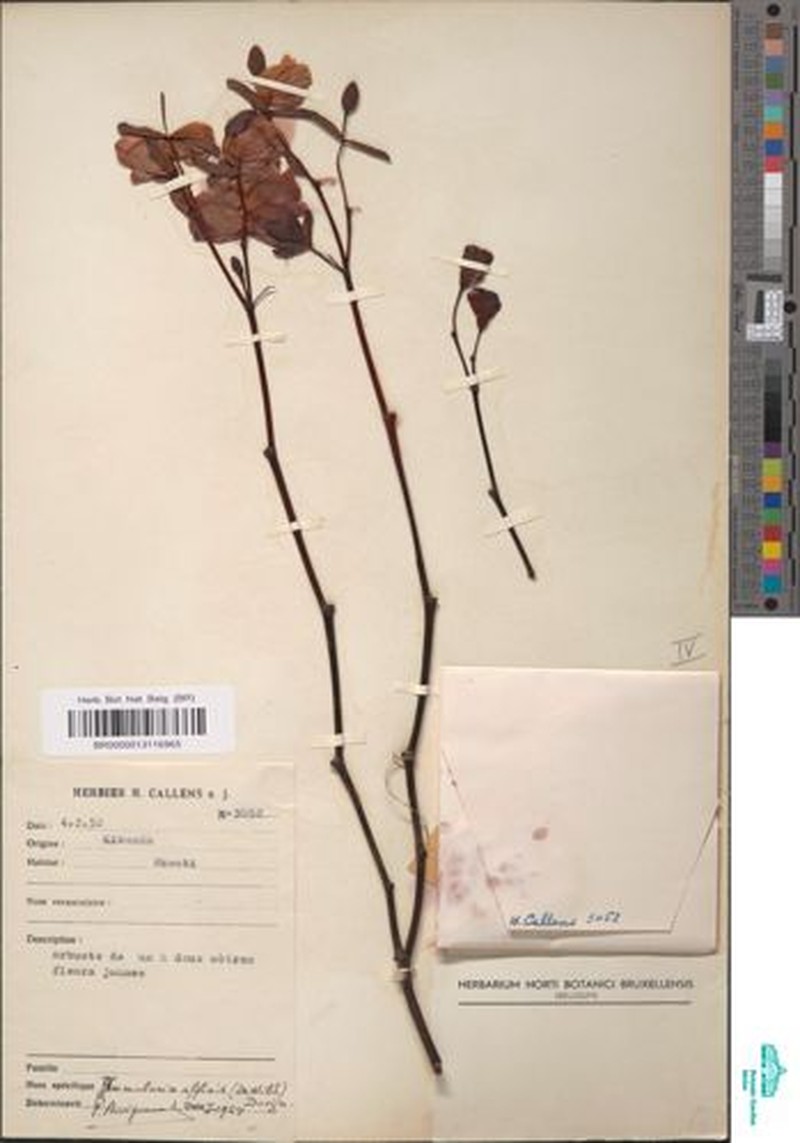 Humularia affinis photo 4