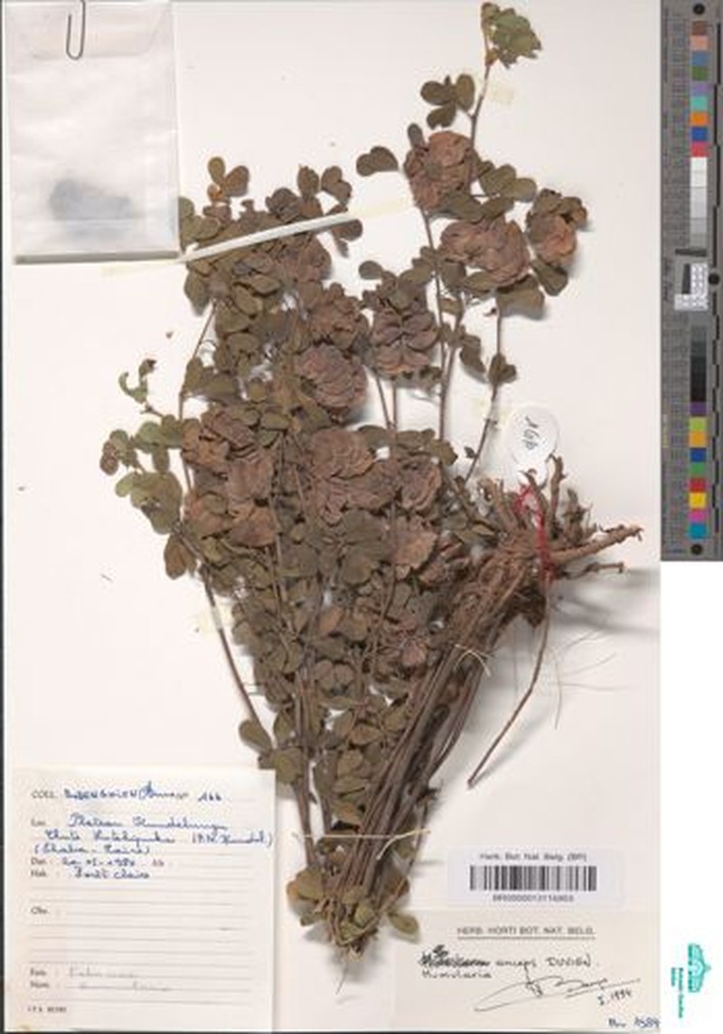 Humularia anceps