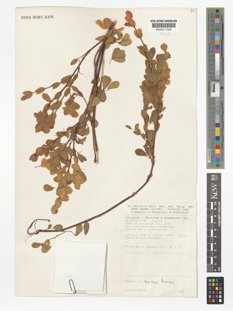 Humularia anceps photo 2
