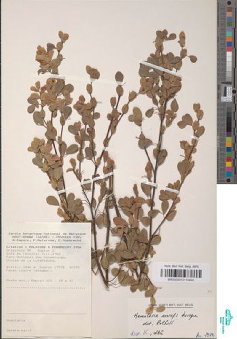 Humularia anceps photo 3