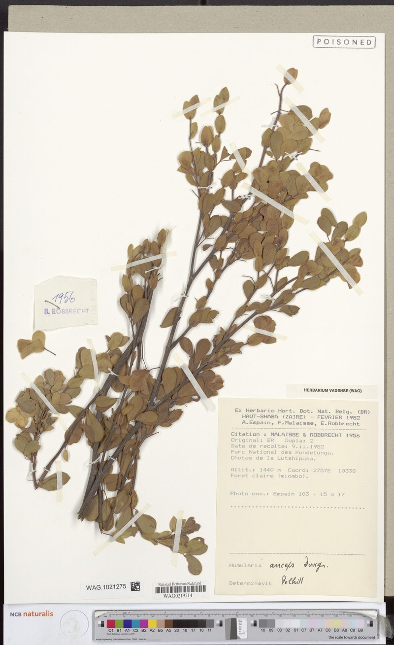Humularia anceps photo 4