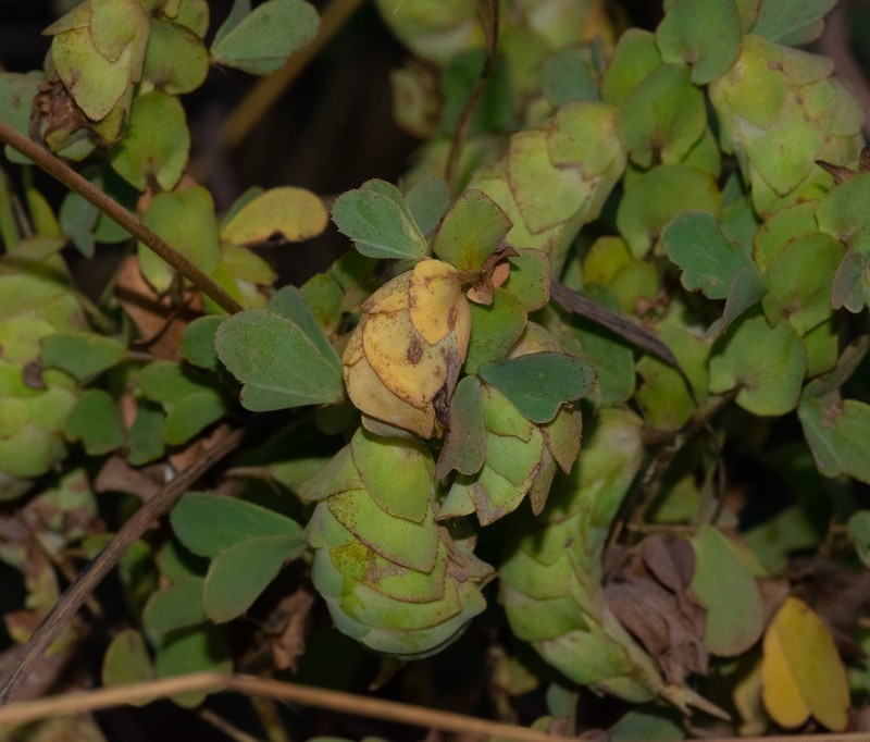 Humularia apiculata